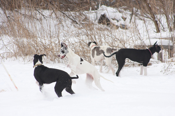 Four littermates playing