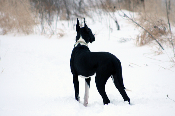 A black dog on white snow – a challenge for the light meter! Mantle Great 