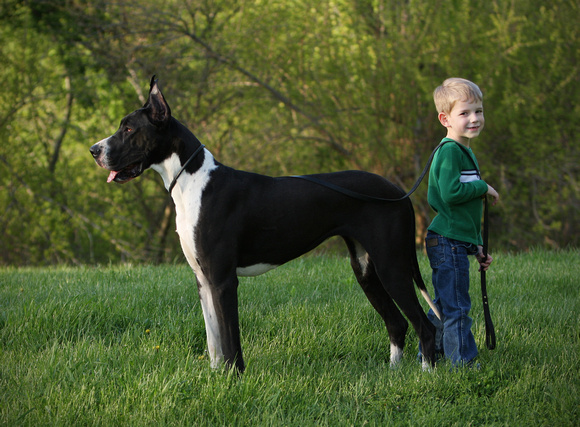 mantle great dane with small boy